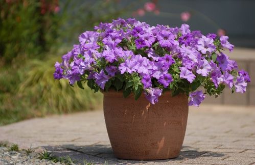 夏日花朵的欢歌