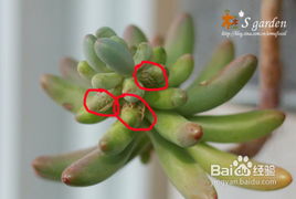 多肉植物出现白色霉斑应该使用什么药物或方法来有效处理