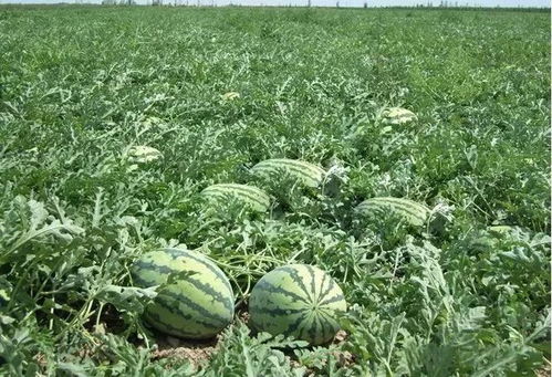 西瓜秧病害防治小记