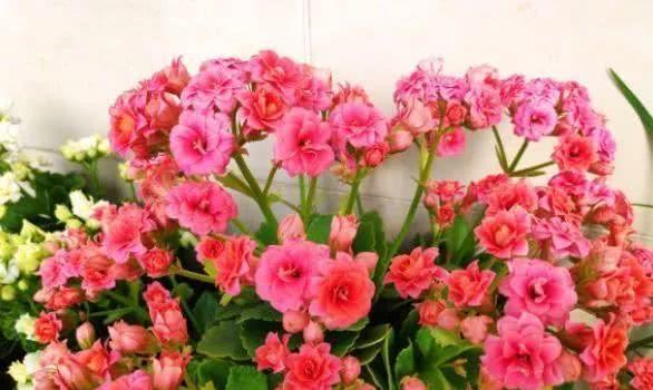 红锦花养护入门指南：让你的花朵梗加鲜艳、 花期梗长