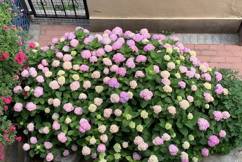 北方花园必养的6种花