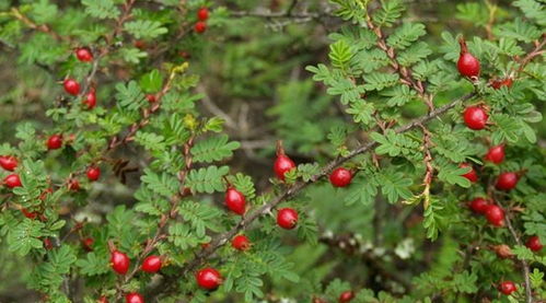 成活率对比表揭露真相