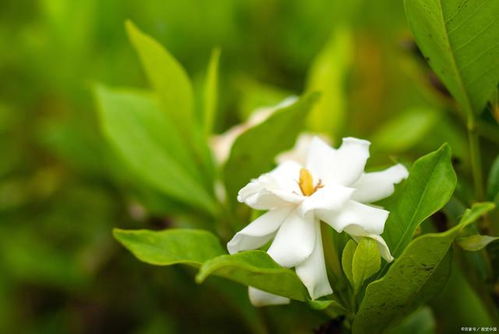 栀子花叶子发黄怎么办？如何挽救