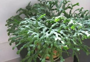 夏季墨兰生长旺盛，是否应该停止施肥以避免肥害