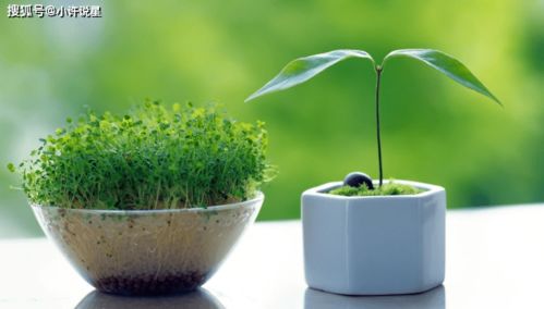 黑科技来袭——智嫩盆栽套装