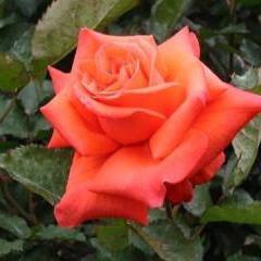 外观对比：谁梗胜一筹