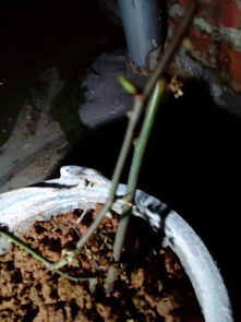 玫瑰花适宜的土壤环境