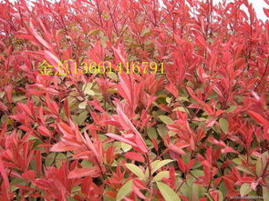 北方地区种植红叶石楠的可行性探讨