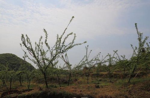 党参的生长环境揭秘