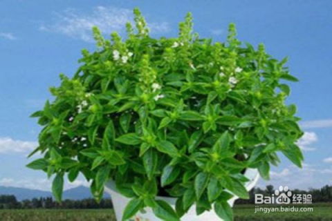 驱蚊剂的新选择， 植物的力量