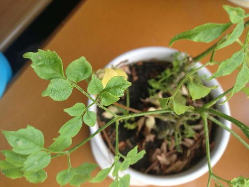 染后给土壤透透气