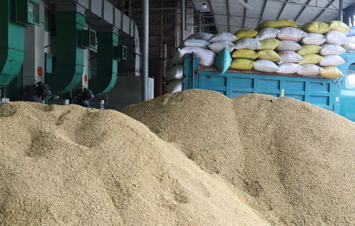 草本干燥， 晒与烘之争