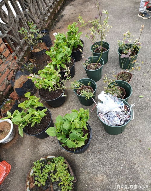 绣球鲜花怎么种土里？土壤选择有讲究吗