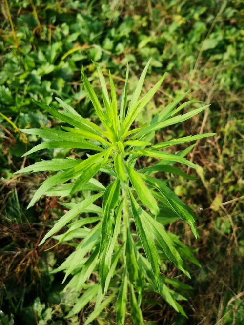 小蓬草：野生草本