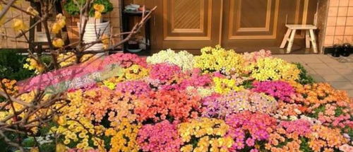 “好种易活的花卉有哪些推荐？想打造美丽花园