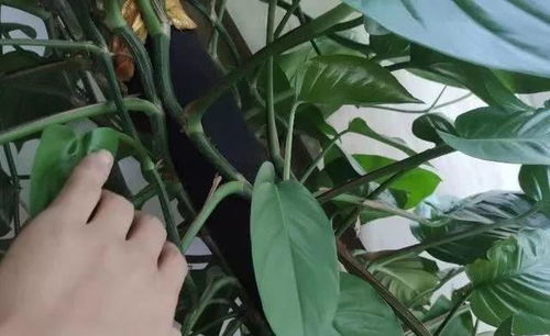 大叶绿萝的养成秘籍：柱子、温度和湿度