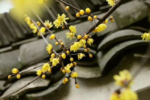 腊梅的生长习性