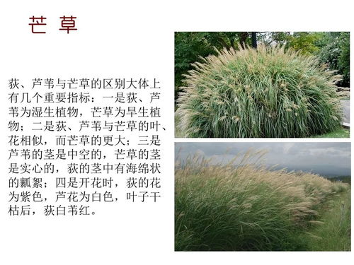 水蜈蚣：水生植物
