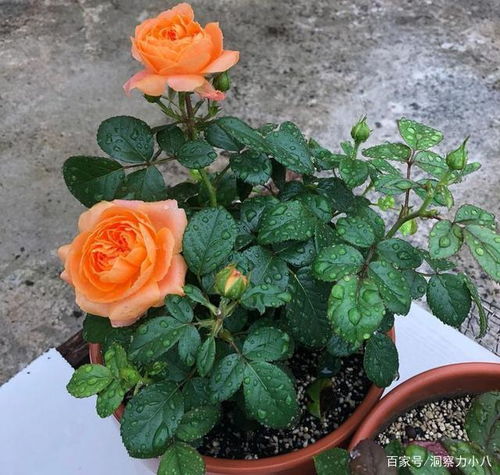 土壤、浇水的关键