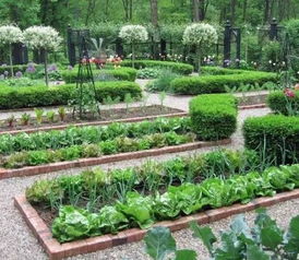 自家菜园种植指南：这个季节种啥菜Zui好？