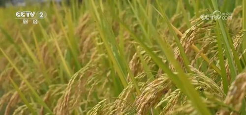 河北老师傅的土办法