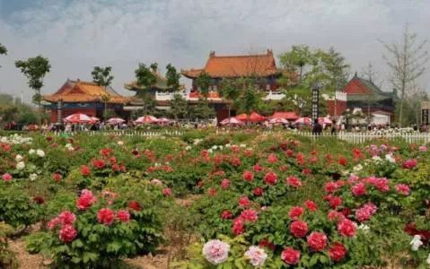 五月份移植紫藤，适合吗？