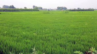 每亩可用60%丁草胺乳油60毫升均匀处理畦面