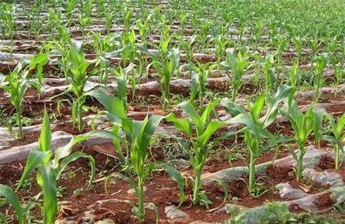 适应各种环境， 产量稳定