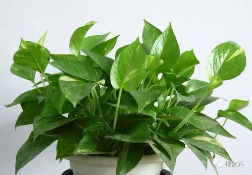 品种差异与生长习性