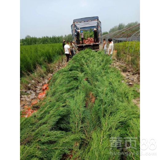 采种与育苗：掌握侧柏育苗技术