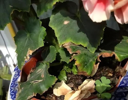 浇水不当，需及时补水