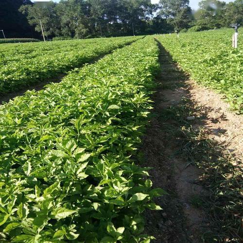 种子处理要用心