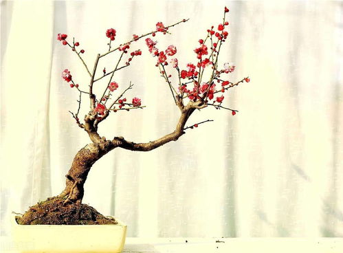 浇水要学品红酒，掌握“见干见湿”的秘诀