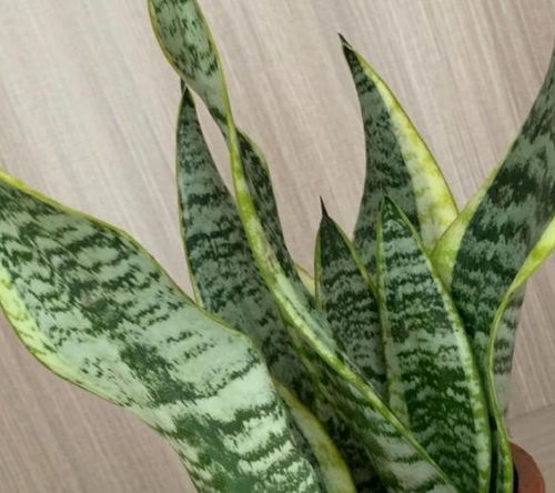 龙骨花对与土壤的要求并不苛刻