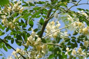 辣木树从种植到开花结果需经历多年生长期
