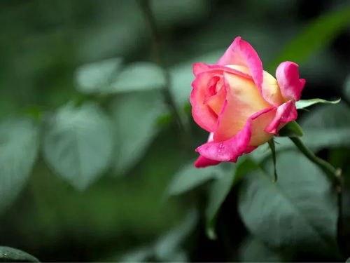 月季花儿真美丽，含义深奥讲不完