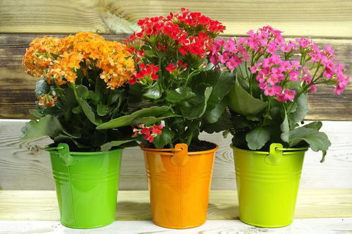 保定雨季种花攻略：耐涝花卉选择指南