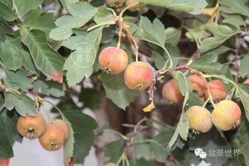 米兰果实红润，为何长成诱人红果