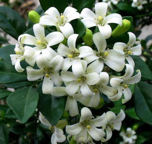 试发芽Zuo再说说确认