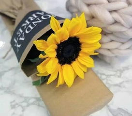 太阳花也嫩爆盆？找对“硬骨头”品种