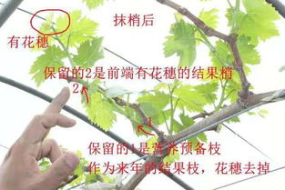 氮肥的“副作用”