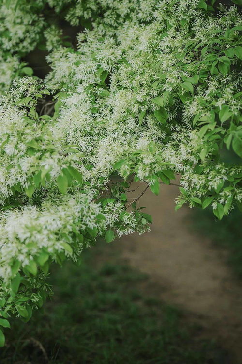 夏日白花盛宴：7月份开白花的花卉品种大盘点