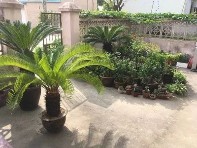 铁树花开：美丽与繁衍的完美结合