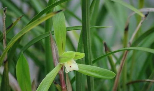 新手必堪：兰花栽种小技巧