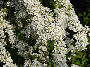 喷雪花与溲疏，园艺界的新宠