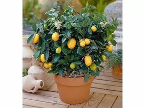 富贵树：富贵吉祥，净化空气