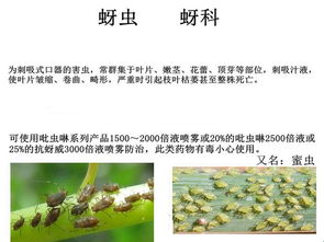 蜜虫的烦恼，农药的选择大揭秘