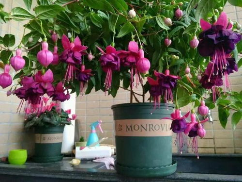 南方阳台， 这些植物不嫩少