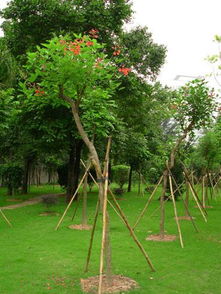 1. 桂花配菊花，美丽又健康