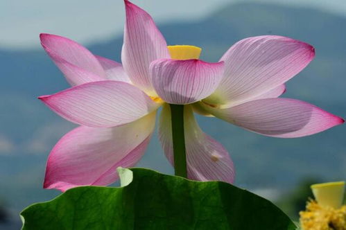 根茎叶：自然的馈赠